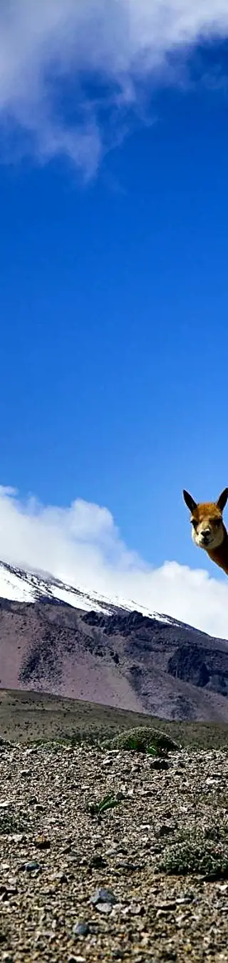 Gipfelglück auf dem höchsten Berg Ecuadors
